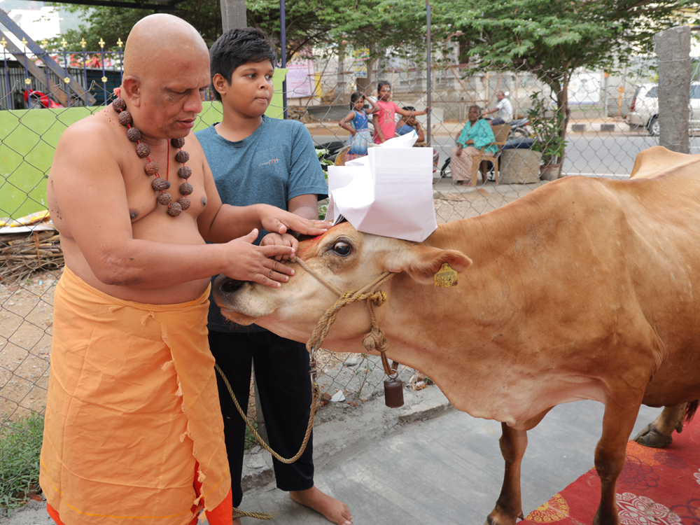 Cow Slaughter